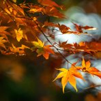 Javor dlaňolistý (Acer palmatum) ´ORANGE DREAM´ - výška 30-40 cm, kont. C1L